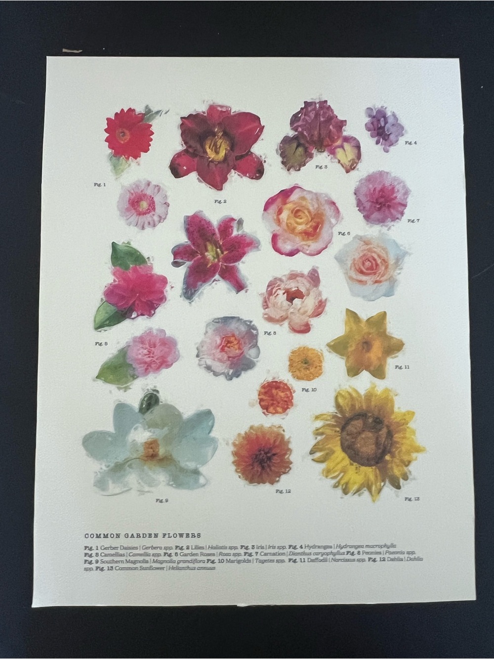 Botanical Floral Print Art - Pink, Red, Yellow Flowers